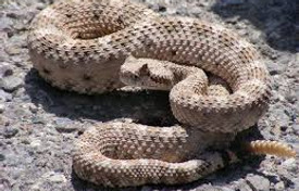 X-Rattlesnake.jpg