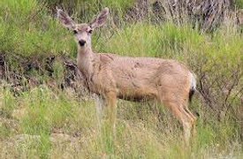 X-Mule Deer.jpg