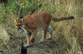 X-Mountain Lion.jpg