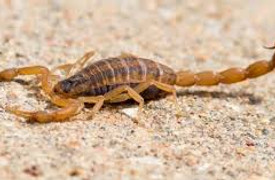 X-Bark Scorpion.jpg