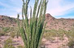 X-Ocotillo.jpg