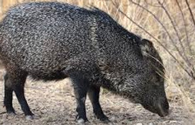 X-Javalina.jpg