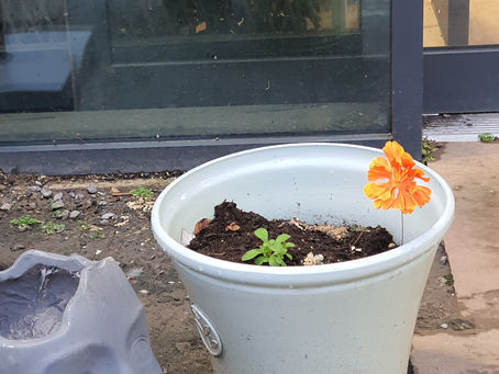 When life gives you oranges…