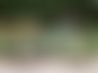 Naples Bike Rentals : Best Bike Rentals in Naples, Florida