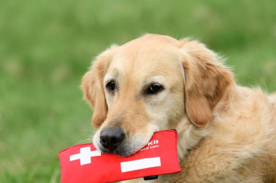 Save Your Pet in a Crisis with a Pet First-Aid Kit & Emergency Tool Kit Guide Book