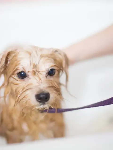 pet shampoo massager brush