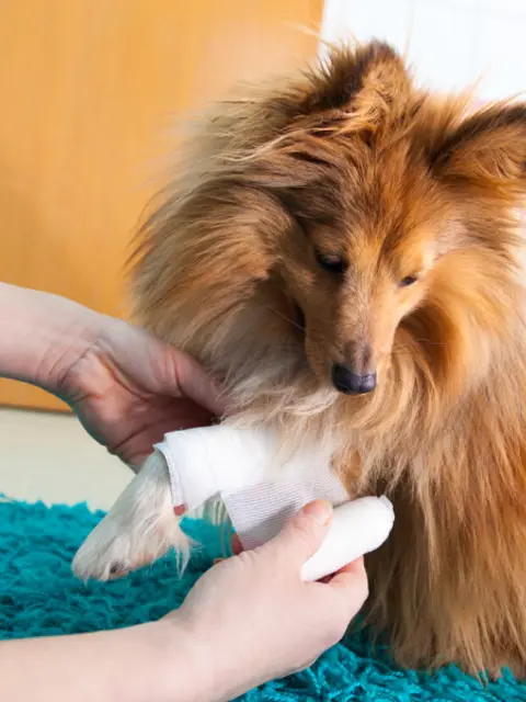 Pet First-Aid Guide