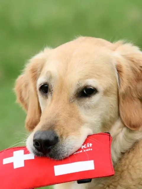 Pet First-Aid Guide