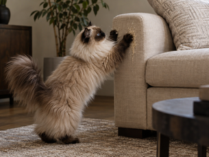 A fluffy Himalayan cat scratches the arm of a beige linen sofa in an elegant, warmly lit living room, illustrating natural feline scratching behavior and the challenge of protecting furniture.