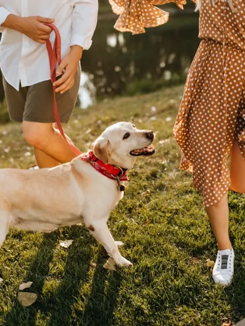 dog walking waist bag