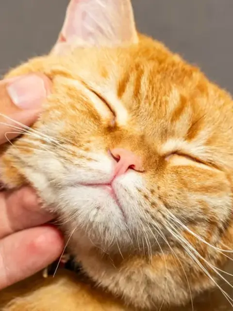 Pet First-Aid Guide