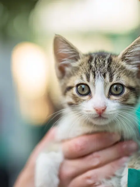 Pet First-Aid Guide
