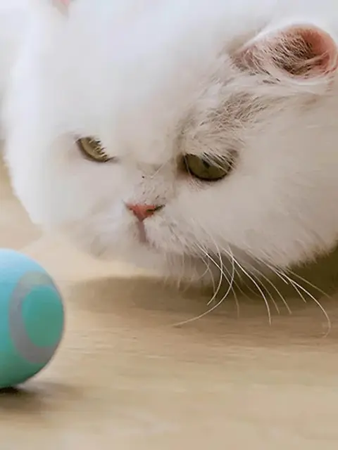 interactive cat ball