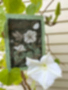 Thumbnail: Moonflower & Moths