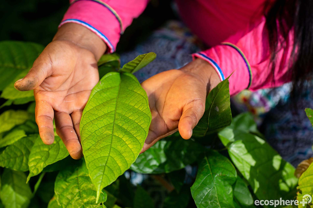Agroforestry