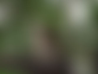 Species Conservation Planning