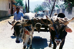 oxen_san_martin.jpg