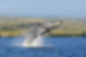 Whale watching Hawaii Tours