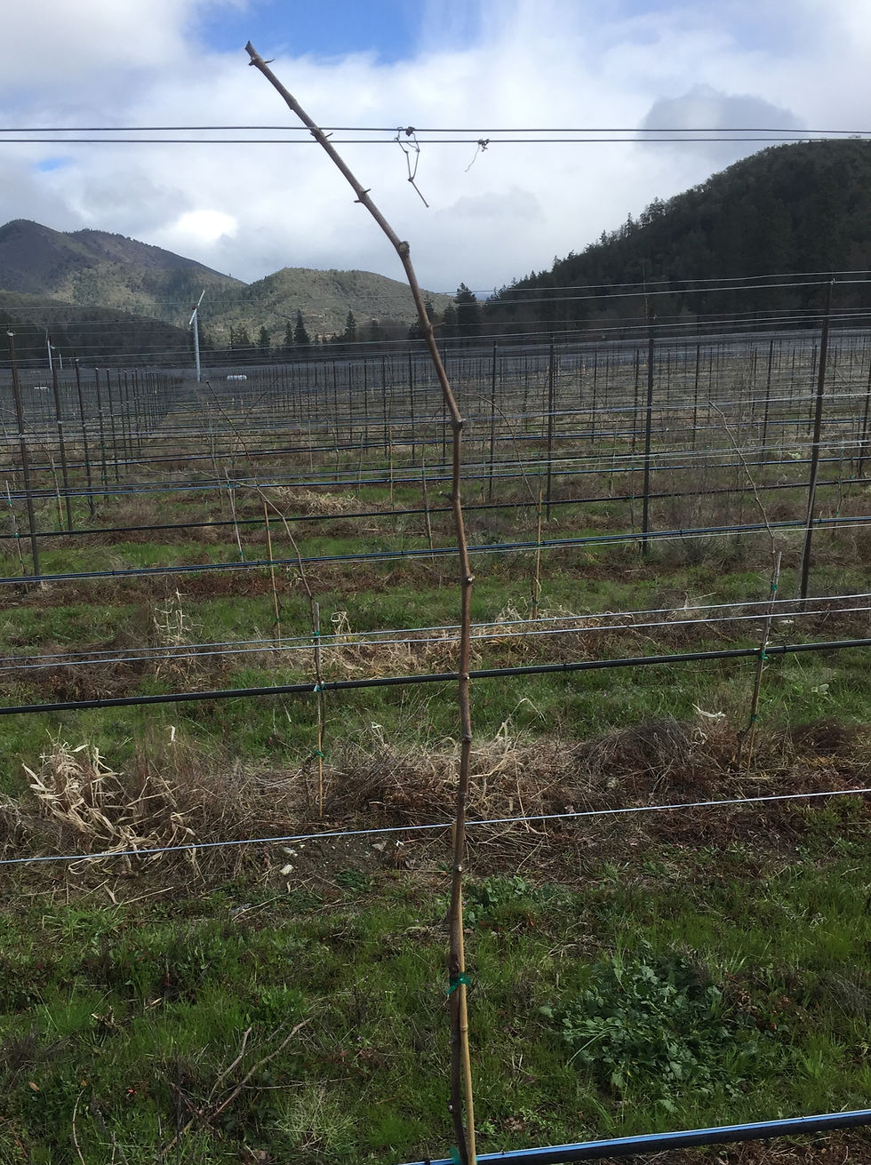 thoughtful viticulture, young vine training, young vine pruning, pruning, grapevine, sustainability, science-based solutions, wine grapes, pruning, vineyard establishment