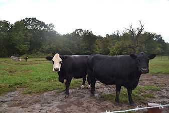 2023 DONKEYS & COWS.JPG