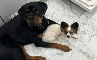 Belle & Rottie at 14 years.jpeg