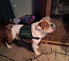 12-6-25 Winston in Theropy Vest_edited.jpg