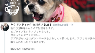 Miku hará un LIVE este martes