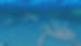Coral_Transplanting.02.jpg