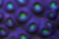Coral Closeup.jpg