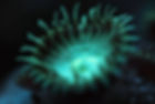 up close coral polyp copy.JPG