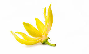 ree