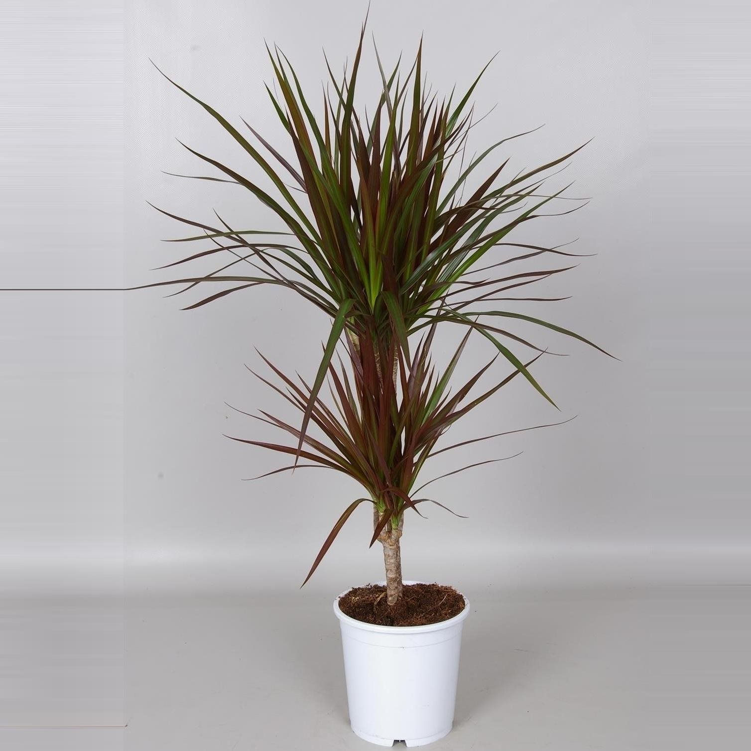 Драцена Magenta