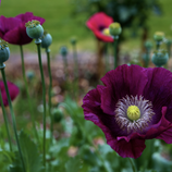 Vivid Papaver Somniferum 'Lauren's Grape' (Opium Poppy)