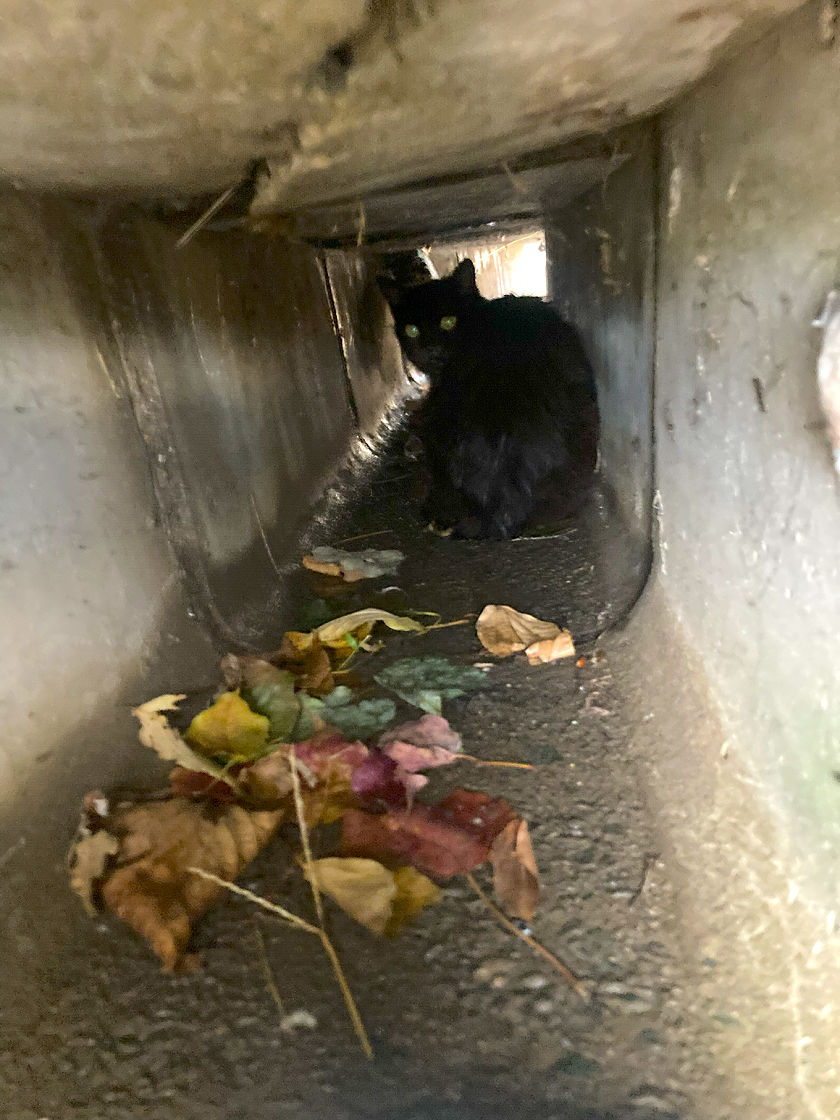 排水溝の中から黒猫がこちらを見ている