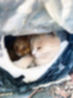 猫ハウスの中で寄り添う2匹の地域猫