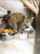 ご飯をもらう地域猫がこちらの様子をうかがっている