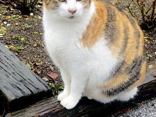 かすやニャンズ🌷紬ちゃん、譲渡便り