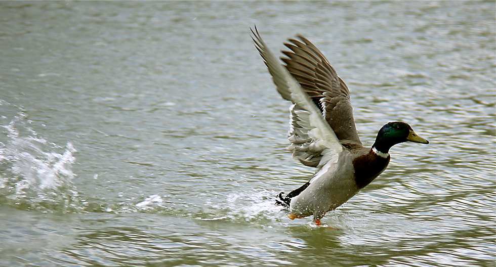 Soft Landing