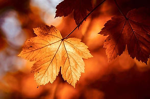 Herbstworkshop: Lebensübergänge gelassen gestalten
