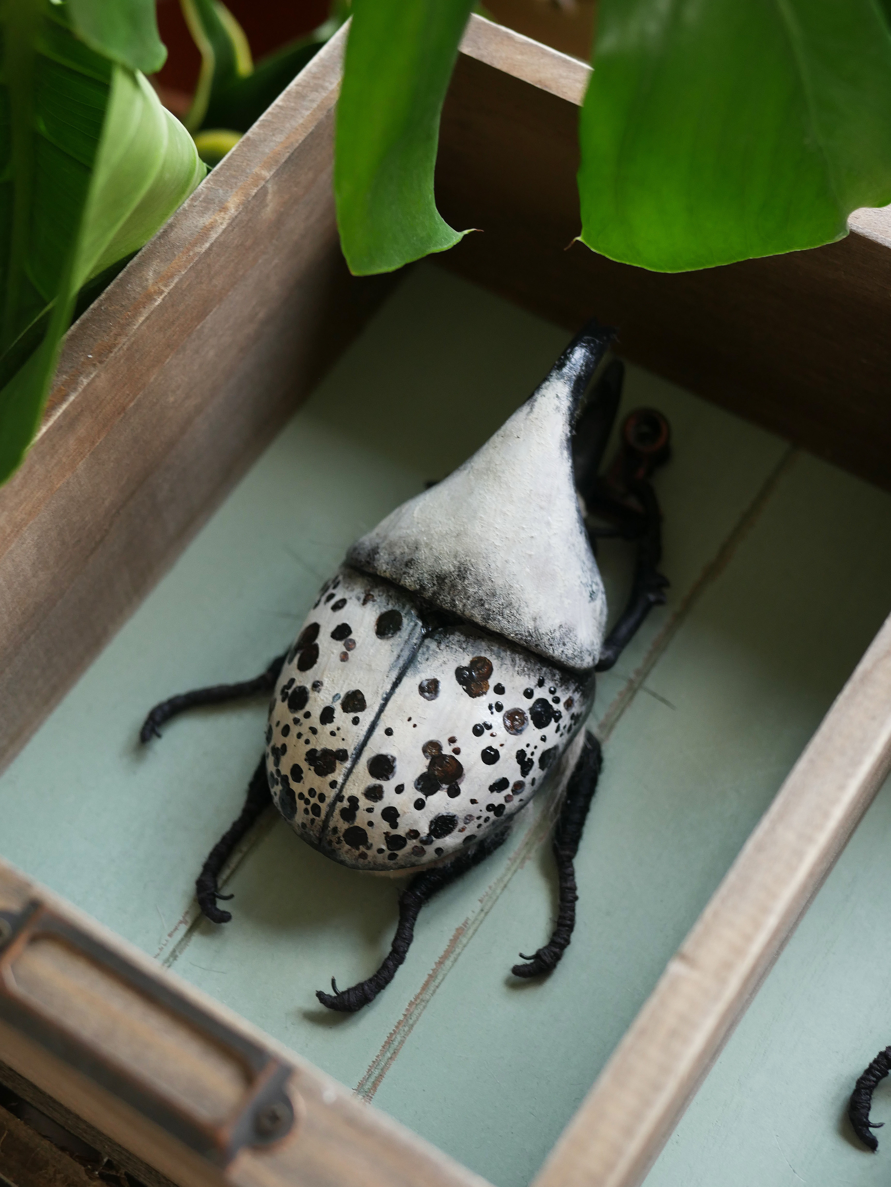 Hercules Beetle
