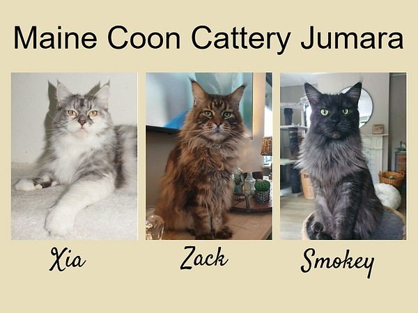 collage 3 katten.png