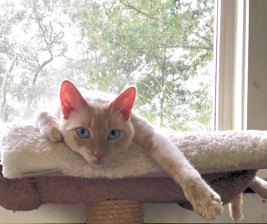 Nordy resting in a sunny window