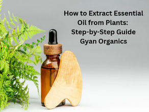 How to Extract Essential Oil from Plants: Step-by-Step Guide