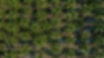 coconut background.jpg