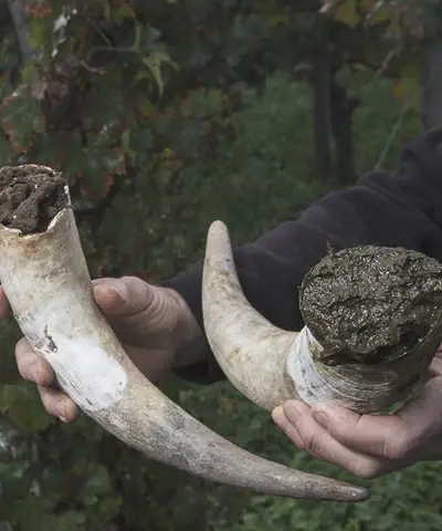 El grupo de los biodinámicos y/o ecológicos se guían por una visión cósmica de la viticultura. Foto: Salvajes Vinos