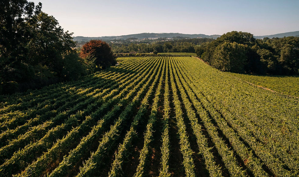 El nombre Vinho Verde no hace alusión a ninguna variedad de uva. Se le usa para describir una zona vitivinícola que nunca pierde el encanto de su variados tonos verdes. Foto Quinta da Avelada.