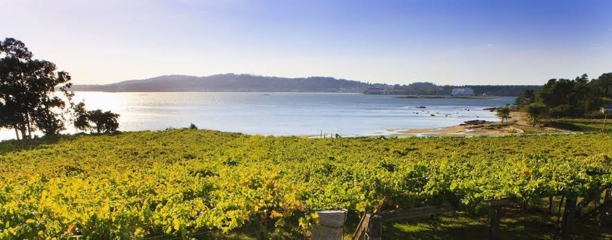 Los viñedos de Rías Baixas cuentan entre sus fortaleza su proximidad al. mar y a otras fuentes de agua. Este factor asegura la obtención de vinos siempre refrescantes. Foto: Un buen vino..