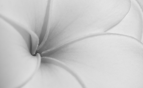 Close-up van een witte bloemkelk in zwart wit. 
