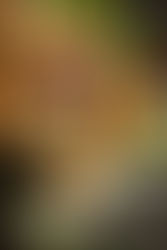 March Munchie: Puerto Rican Empanadas