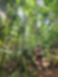 trekking in Koh Chang jungle.jpg